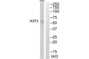 Western blot analysis of extracts from HeLa cells, using IKZF2 antibody. (IKZF2 抗体  (Internal Region))