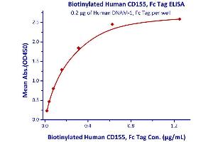 Image no. 2 for Poliovirus Receptor (PVR) (AA 21-343) (Active) protein (Fc Tag,AVI tag,Biotin) (ABIN3137677)