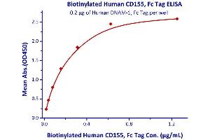 Measured by its binding ability in a functional ELISA. (Poliovirus Receptor Protein (PVR) (AA 21-343) (Fc Tag,AVI tag,Biotin))