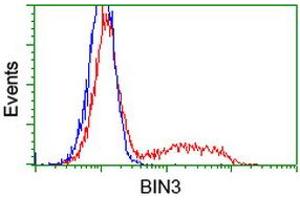 Flow Cytometry (FACS) image for anti-Bridging Integrator 3 (BIN3) antibody (ABIN1496925) (BIN3 抗体)