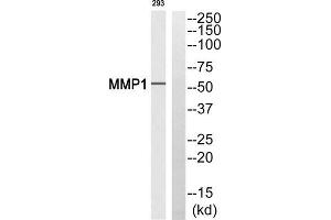 Western blot analysis of extracts from 293 cells, using MMP1 (Cleaved-Pro269) antibody. (MMP1 抗体  (Cleaved-Pro269))