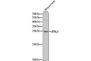Western blot analysis of extracts of mouse liver, using IFNL3 antibody (ABIN1876849) at 1:1000 dilution. (IL28B 抗体)