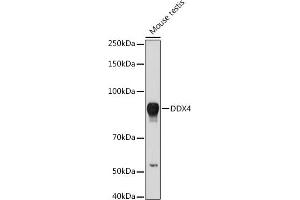 Western blot analysis of extracts of Mouse testis, using DDX4 antibody (ABIN7266705) at 1:1000 dilution. (DDX4 抗体  (AA 1-300))