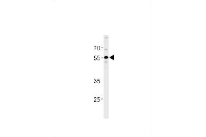 HLN1 Antibody (N-term) (ABIN1881676 and ABIN2838460) western blot analysis in A549 cell line lysates (35 μg/lane). (PPHLN1 抗体  (N-Term))