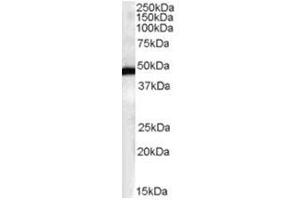 Image no. 1 for anti-F-Box and Leucine-Rich Repeat Protein 2 (FBXL2) (N-Term) antibody (ABIN374345) (FBXL2 抗体  (N-Term))