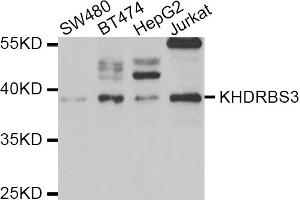 Western blot analysis of extracts of various cell lines, using KHDRBS3 antibody. (KHDRBS3 抗体)