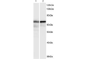 Image no. 1 for anti-Hexamethylene Bis-Acetamide Inducible 1 (HEXIM1) (C-Term) antibody (ABIN375207) (HEXIM1 抗体  (C-Term))