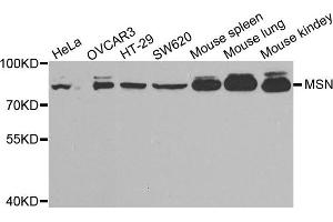 Western blot analysis of extracts of various cell lines, using MSN antibody. (Moesin 抗体)