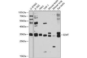 ICMT 抗体  (AA 175-284)
