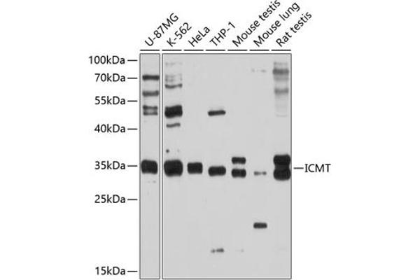 ICMT 抗体  (AA 175-284)