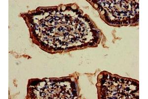 Immunohistochemistry (IHC) image for anti-Vacuolar Protein Sorting 4 Homolog B (vps4b) (AA 1-117) antibody (ABIN7175320)