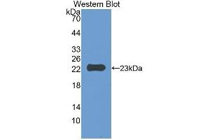 Western Blotting (WB) image for anti-CD47 (CD47) (AA 18-219) antibody (ABIN1859238) (CD47 抗体  (AA 18-219))