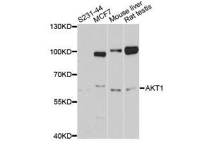 Western blot analysis of extracts of various cell lines, using AKT1 antibody. (AKT1 抗体  (C-Term))