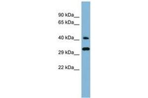 Image no. 1 for anti-DnaJ (Hsp40) Homolog, Subfamily C, Member 27 (DNAJC27) (AA 143-192) antibody (ABIN6741773) (DNAJC27 抗体  (AA 143-192))
