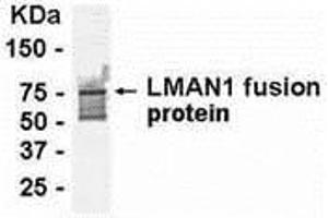 Western Blotting (WB) image for anti-Lectin, Mannose-Binding, 1 (LMAN1) (AA 270-470) antibody (ABIN2468020) (LMAN1 抗体  (AA 270-470))