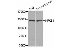 Western blot analysis of extracts of various cell lines, using NFKB1 antibody (ABIN5974018) at 1/1000 dilution. (NFKB1 抗体)
