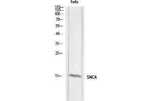 Western Blot (WB) analysis of HeLa lysis using SNCA antibody. (SNCA 抗体)