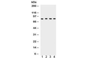 Western blot testing of 1) rat testis, 2) rat thymus, 3) human HeLa and 4) mouse NIH3T3 lysate with Ku80 antibody.