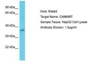 Image no. 1 for anti-Calmodulin-Lysine N-Methyltransferase (CAMKMT) (C-Term) antibody (ABIN6750679) (Calmodulin-Lysine N-Methyltransferase (CAMKMT) (C-Term) 抗体)