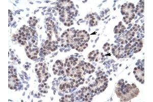 XRCC5 antibody was used for immunohistochemistry at a concentration of 4-8 ug/ml to stain Epithelial cells of pancreatic acinus (lndicated with Arrows) in Human Pancreas. (XRCC5 抗体)