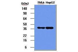 The HeLa and HepG2 cell lysates (5 ug) were resolved by SDS-PAGE, transferred to PVDF membrane and probed with anti-human NPM (1:1,000). (NPM1 抗体  (AA 81-294))