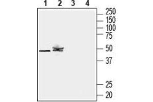 Western Blotting (WB) image for anti-Potassium Channel, Subfamily K, Member 12 (KCNK12) (AA 61-73), (Extracellular) antibody (ABIN7043449)
