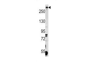Western blot analysis of PCM-1 antibody (C-eterm) in K562 cell line lysates (35ug/lane) (PCM1 抗体  (C-Term))