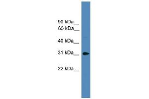 WB Suggested Anti-AREG Antibody Titration:  0. (Amphiregulin 抗体  (Middle Region))