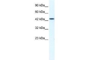 WB Suggested Anti-MCM7 Antibody Titration:  1. (MCM7 抗体  (Middle Region))