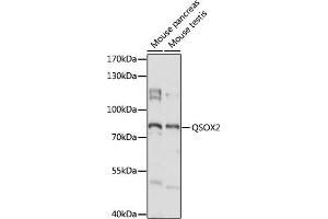 Western blot analysis of extracts of various cell lines, using QSOX2 antibody (ABIN7269780) at 1:1000 dilution. (QSOX2 抗体  (AA 370-650))