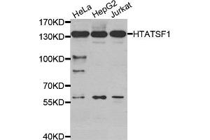 Western Blotting (WB) image for anti-HIV-1 Tat Specific Factor 1 (HTATSF1) antibody (ABIN1877006) (HTATSF1 抗体)
