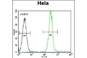 Flow Cytometry (FACS) image for anti-Vimentin (VIM) (AA 430-457), (C-Term) antibody (ABIN389212)