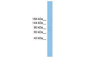 WB Suggested Anti-Rfx1 Antibody Titration: 0. (RFX1 抗体  (Middle Region))