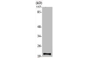 Western Blot analysis of various cells using MRP-S12 Polyclonal Antibody (MRPS12 抗体  (Internal Region))