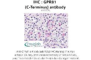 Image no. 1 for anti-G Protein-Coupled Receptor 81 (GPR81) (C-Term) antibody (ABIN1735170) (GPR81 抗体  (C-Term))