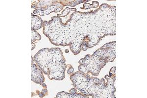 Immunohistochemical analysis of paraffin-embedded human placent tissue using  performed on the Leica® BOND RXm. (CD59 抗体  (AA 74-110))