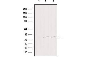 Western blot analysis of extracts from various samples, using DNAJB3 Antibody. (DnaJ (Hsp40) Homolog, Subfamily B, Member 3 (DNAJB3) (Internal Region) 抗体)