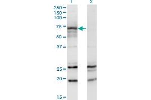 Western Blot analysis of MGAT3 expression in transfected 293T cell line by MGAT3 monoclonal antibody (M01), clone 2G4.