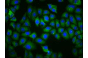 Immunofluorescence staining of Hela cells with ABIN7172324 at 1:200, counter-stained with DAPI. (TAAR5 抗体  (AA 1-34))