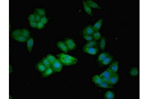 Immunofluorescent analysis of HepG2 cells using ABIN7144136 at dilution of 1:100 and Alexa Fluor 488-congugated AffiniPure Goat Anti-Rabbit IgG(H+L) (AGT 抗体  (AA 44-427))