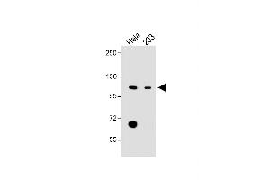 All lanes : Anti-LONP1 Antibody (Center) at 1:2000 dilution Lane 1: Hela whole cell lysate Lane 2: 293 whole cell lysate Lysates/proteins at 20 μg per lane. (LONP1 抗体  (AA 389-418))