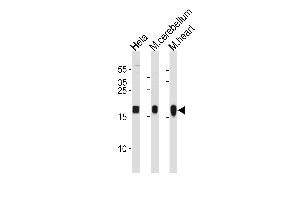 NDUFS7 Antibody (Center) (ABIN1881572 and ABIN2843449) western blot analysis in Hela cell line and mouse cerebellum,heart tissue lysates (35 μg/lane). (NDUFS7 抗体  (AA 119-146))