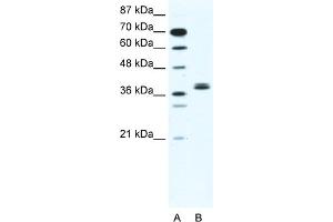 WB Suggested Anti-BHLHB5 Antibody   Titration: 2. (BHLHE22 抗体  (N-Term))