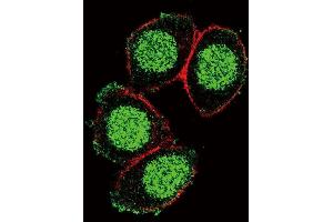 Confocal immunofluorescent analysis of X6 Antibody (Center) (ABIN390916 and ABIN2841118) with Hela cell followed by Alexa Fluor 488-conjugated goat anti-rabbit lgG (green). (PAX6 抗体  (AA 183-210))