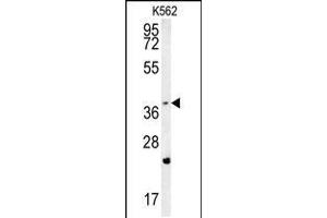 Western blot analysis in K562 cell line lysates (35ug/lane). (FBXW12 抗体  (C-Term))