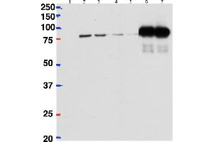 Western Blotting (WB) image for anti-Cleavage Stimulation Factor, 3' Pre-RNA, Subunit 2, 64kDa (CSTF2) (Internal Region) antibody (ABIN1686783)