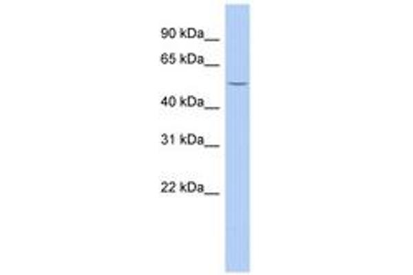 B3GALNT2 antibody  (AA 395-444)