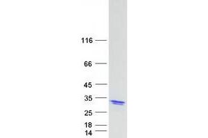 Western Blotting (WB) image for Hematological and Neurological Expressed 1 (HN1) (Transcript Variant 1) protein (Myc-DYKDDDDK Tag) (ABIN2722890)