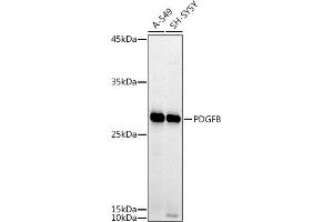 Western blot analysis of extracts of various cell lines, using PDGFB antibody (ABIN3021688, ABIN3021689, ABIN3021690 and ABIN6215511) at 1:1000 dilution. (PDGFB 抗体  (AA 20-241))