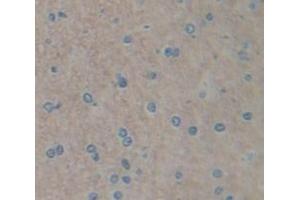 IHC-P analysis of Kidney tissue, with DAB staining. (FGF15 抗体  (AA 25-218))